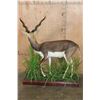 Image 5 : Life-sized BLACKBUCK on a Decorative Base