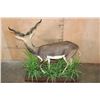 Image 6 : Life-sized BLACKBUCK on a Decorative Base