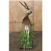 Image 7 : Life-sized BLACKBUCK on a Decorative Base