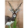 Image 9 : Life-sized BLACKBUCK on a Decorative Base