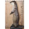 Image 11 : Big Life-sized Standing RIVER OTTER on Wires with No Base