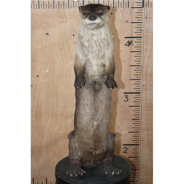 Big Life-sized Standing RIVER OTTER on Wires with No Base