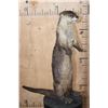 Image 2 : Big Life-sized Standing RIVER OTTER on Wires with No Base