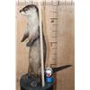 Image 4 : Big Life-sized Standing RIVER OTTER on Wires with No Base