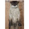 Image 5 : Big Life-sized Standing RIVER OTTER on Wires with No Base