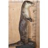 Image 8 : Big Life-sized Standing RIVER OTTER on Wires with No Base