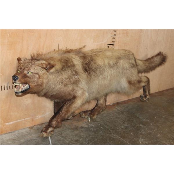 Life-sized "Snarling" WOLF on Bolts with No Base
