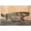 Image 7 : Life-sized "Snarling" WOLF on Bolts with No Base