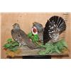 Image 11 : Male and Female DUSKY BLUE GROUSE on a Decorative Base