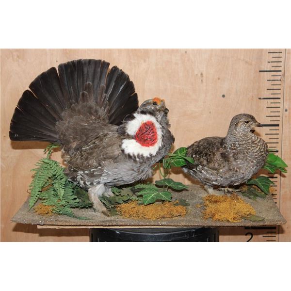 Male and Female DUSKY BLUE GROUSE on a Decorative Base