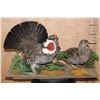 Image 1 : Male and Female DUSKY BLUE GROUSE on a Decorative Base