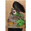 Image 8 : Male and Female DUSKY BLUE GROUSE on a Decorative Base