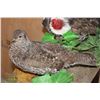 Image 9 : Male and Female DUSKY BLUE GROUSE on a Decorative Base