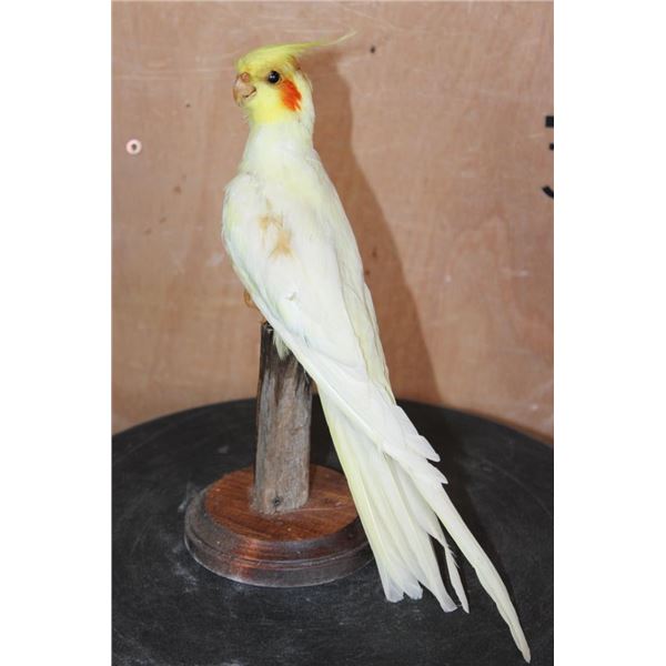 LUTINO COCKATIEL Perched on a Wood Base