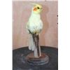 Image 2 : LUTINO COCKATIEL Perched on a Wood Base