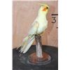 Image 3 : LUTINO COCKATIEL Perched on a Wood Base