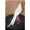 Image 4 : LUTINO COCKATIEL Perched on a Wood Base