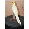 Image 5 : LUTINO COCKATIEL Perched on a Wood Base