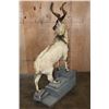 Image 11 : *TEXAS RESIDENTS ONLY* *Rare* Life-sized FLARE-HORNED MARKHOR on a Lightweight Rocky Base