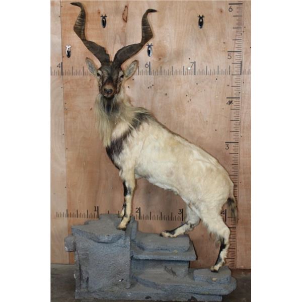 *TEXAS RESIDENTS ONLY* *Rare* Life-sized FLARE-HORNED MARKHOR on a Lightweight Rocky Base