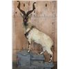 Image 1 : *TEXAS RESIDENTS ONLY* *Rare* Life-sized FLARE-HORNED MARKHOR on a Lightweight Rocky Base