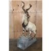 Image 2 : *TEXAS RESIDENTS ONLY* *Rare* Life-sized FLARE-HORNED MARKHOR on a Lightweight Rocky Base