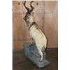 Image 3 : *TEXAS RESIDENTS ONLY* *Rare* Life-sized FLARE-HORNED MARKHOR on a Lightweight Rocky Base