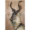 Image 4 : *TEXAS RESIDENTS ONLY* *Rare* Life-sized FLARE-HORNED MARKHOR on a Lightweight Rocky Base