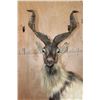 Image 5 : *TEXAS RESIDENTS ONLY* *Rare* Life-sized FLARE-HORNED MARKHOR on a Lightweight Rocky Base