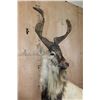 Image 6 : *TEXAS RESIDENTS ONLY* *Rare* Life-sized FLARE-HORNED MARKHOR on a Lightweight Rocky Base