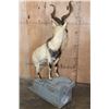 Image 9 : *TEXAS RESIDENTS ONLY* *Rare* Life-sized FLARE-HORNED MARKHOR on a Lightweight Rocky Base