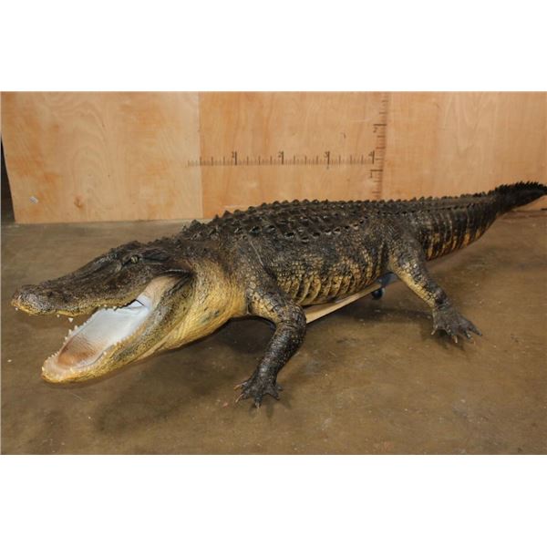 XXL Freestanding Life-sized Monster ALLIGATOR