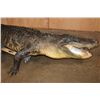 Image 7 : XXL Freestanding Life-sized Monster ALLIGATOR