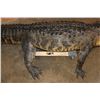Image 8 : XXL Freestanding Life-sized Monster ALLIGATOR