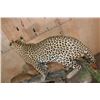 Image 10 : *TEXAS RESIDENTS ONLY* Big Life-sized LEOPARD its "Kill" a Dead Mounted STEENBOK on a Wood Base