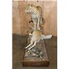 Image 11 : *TEXAS RESIDENTS ONLY* Big Life-sized LEOPARD its "Kill" a Dead Mounted STEENBOK on a Wood Base