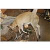Image 12 : *TEXAS RESIDENTS ONLY* Big Life-sized LEOPARD its "Kill" a Dead Mounted STEENBOK on a Wood Base