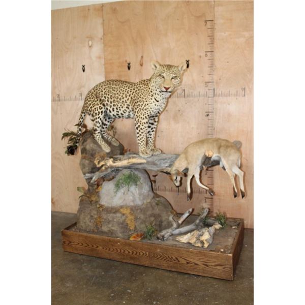 *TEXAS RESIDENTS ONLY* Big Life-sized LEOPARD its "Kill" a Dead Mounted STEENBOK on a Wood Base