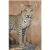 Image 4 : *TEXAS RESIDENTS ONLY* Big Life-sized LEOPARD its "Kill" a Dead Mounted STEENBOK on a Wood Base