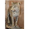 Image 5 : *TEXAS RESIDENTS ONLY* Big Life-sized LEOPARD its "Kill" a Dead Mounted STEENBOK on a Wood Base
