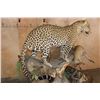 Image 6 : *TEXAS RESIDENTS ONLY* Big Life-sized LEOPARD its "Kill" a Dead Mounted STEENBOK on a Wood Base