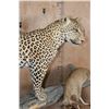 Image 7 : *TEXAS RESIDENTS ONLY* Big Life-sized LEOPARD its "Kill" a Dead Mounted STEENBOK on a Wood Base