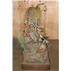 Image 8 : *TEXAS RESIDENTS ONLY* Big Life-sized LEOPARD its "Kill" a Dead Mounted STEENBOK on a Wood Base