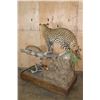 Image 9 : *TEXAS RESIDENTS ONLY* Big Life-sized LEOPARD its "Kill" a Dead Mounted STEENBOK on a Wood Base
