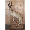 Image 10 : *TEXAS RESIDENTS ONLY* Life-sized BUKHARAN MARKHOR mounted on a Simulated Rock Base with Wheels