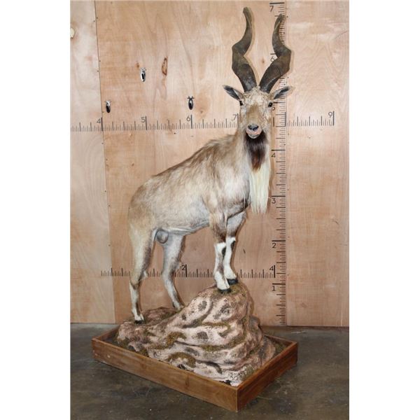 *TEXAS RESIDENTS ONLY* Life-sized BUKHARAN MARKHOR mounted on a Simulated Rock Base with Wheels