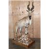 Image 1 : *TEXAS RESIDENTS ONLY* Life-sized BUKHARAN MARKHOR mounted on a Simulated Rock Base with Wheels