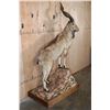 Image 3 : *TEXAS RESIDENTS ONLY* Life-sized BUKHARAN MARKHOR mounted on a Simulated Rock Base with Wheels