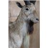 Image 7 : *TEXAS RESIDENTS ONLY* Life-sized BUKHARAN MARKHOR mounted on a Simulated Rock Base with Wheels