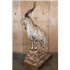Image 9 : *TEXAS RESIDENTS ONLY* Life-sized BUKHARAN MARKHOR mounted on a Simulated Rock Base with Wheels